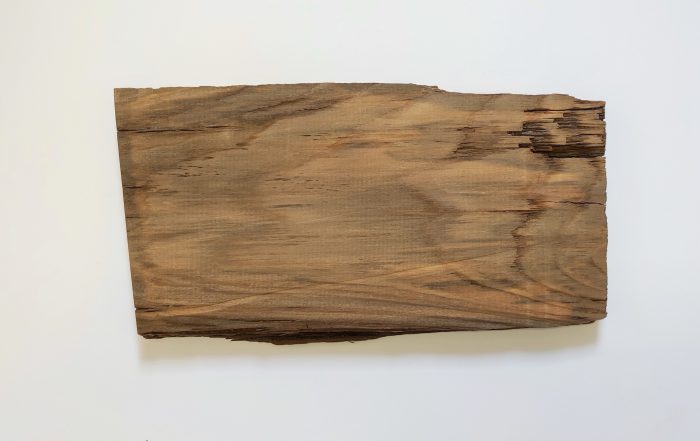 najstarejši les jelke