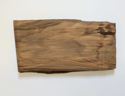 Najstarejši les jelke v Sloveniji